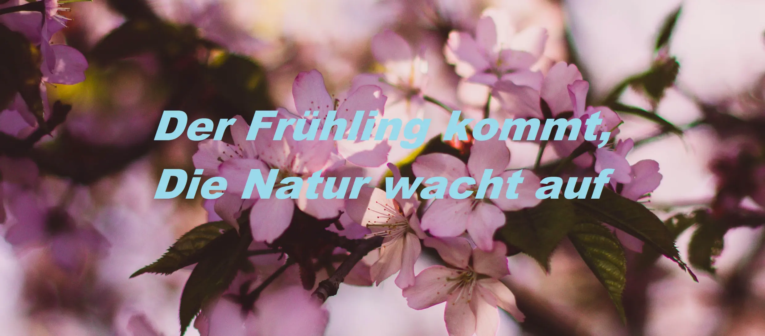 Der Frühling kommt! Banner mit Kirschblüten und Schriftoverlay